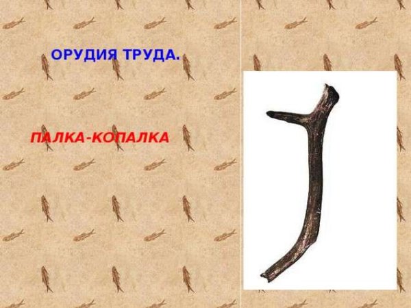 Палка копалка орудие труда древнейших людей