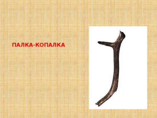 Палка копалка орудие древнего человека