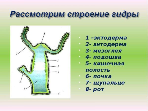 Мезоглея у кишечнополостных гидра