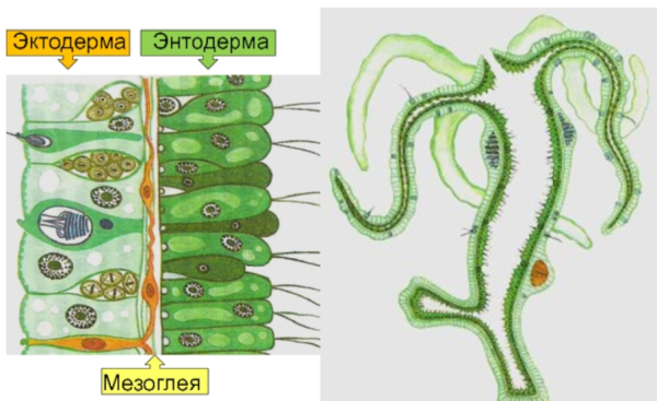 Строение гидры мезоглея