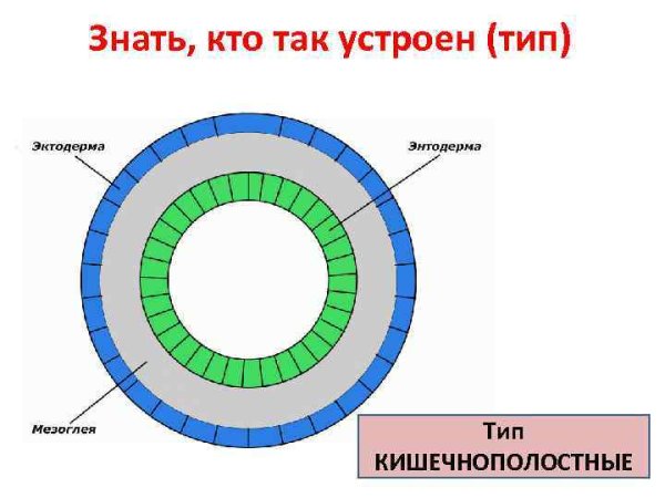Мезоглея строение