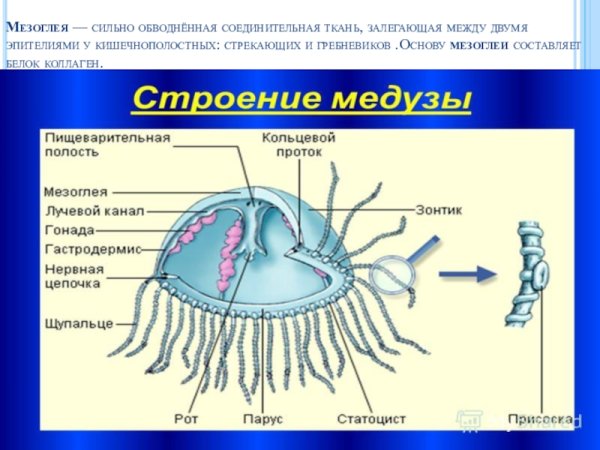 Пресноводная гидра мезоглея