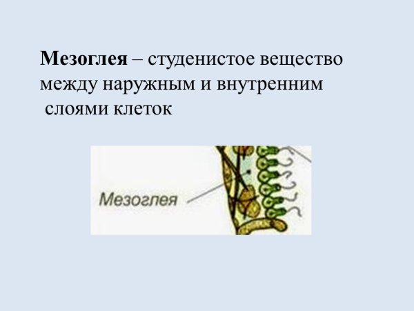 Строение гидры мезоглея