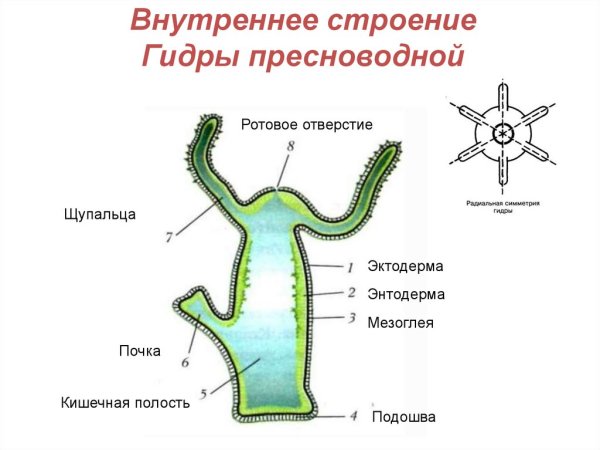Строение гидры мезоглея