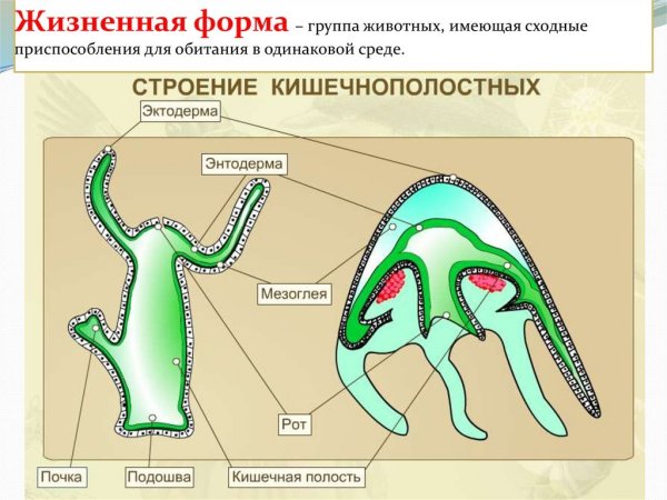 Клетки тела гидры эктодерма и энтодерма схема