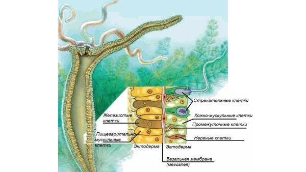 Строение эктодермы и энтодермы