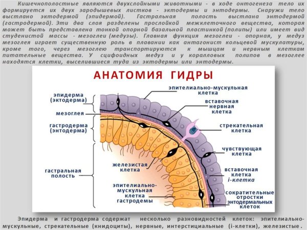 Строение гидры Четвериков