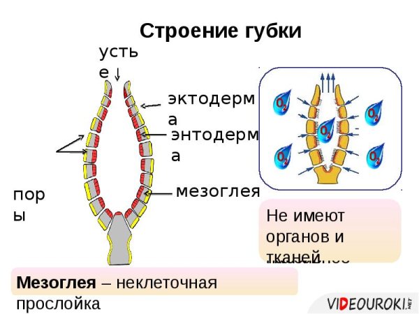 Мезоглея у кишечнополостных гидра