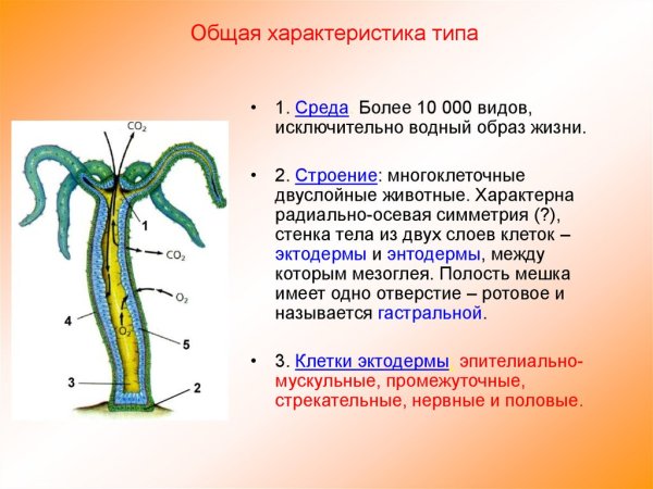 Мезоглея у гидры