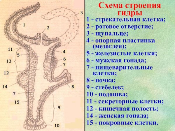 Поперечный срез гидры строение