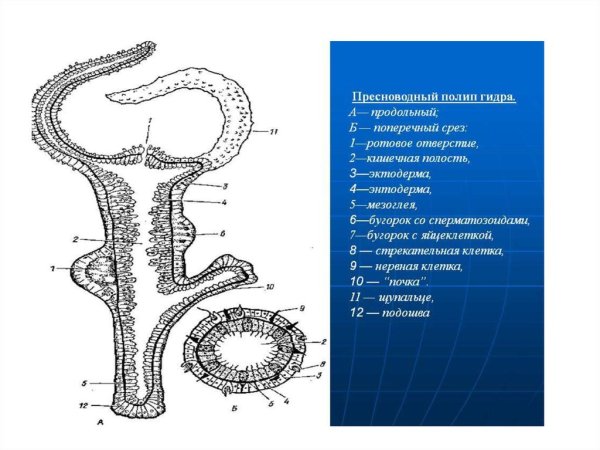 Строение эктодермы и энтодермы