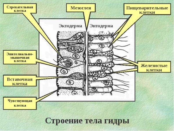 Пищеварительная система гидры пресноводной