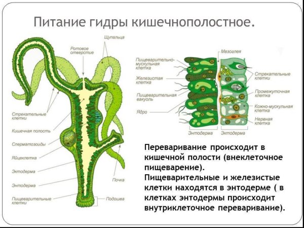 Строение губки мезоглея
