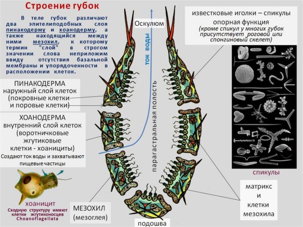 Клетки эктодермы кишечнополостных 7 класс