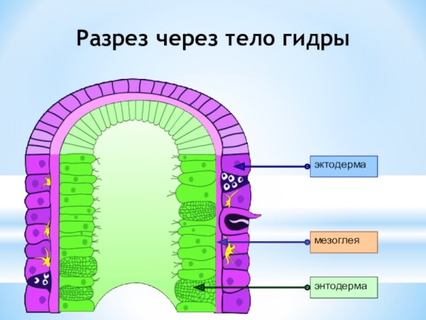 Пресноводная гидра продольный срез