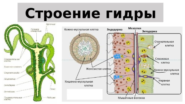 Пресноводный полип гидра строение