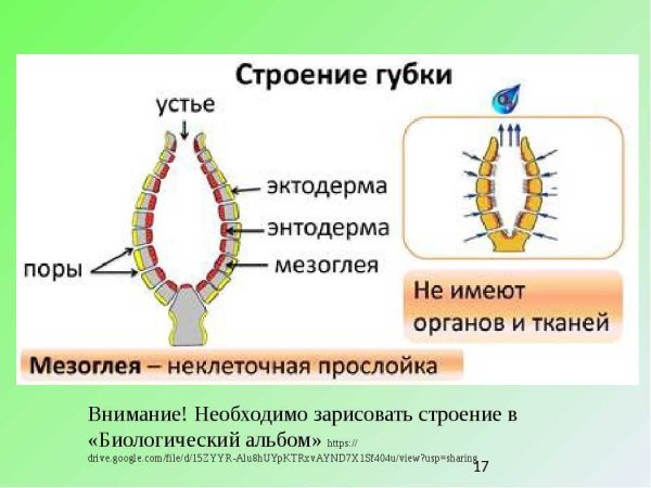 Клетки Экто и энтодермы гидры