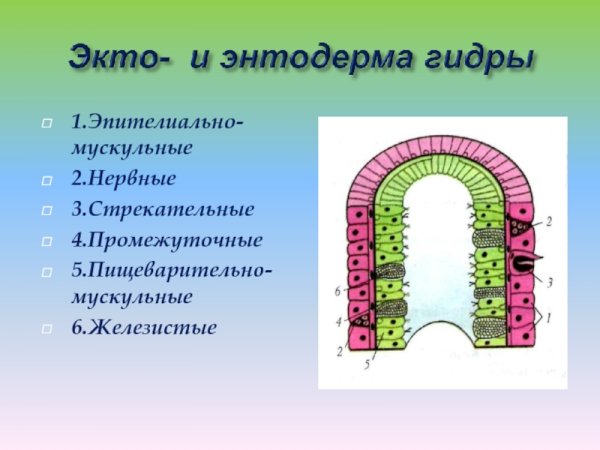 Типы клеток кишечнополостных 7 класс биология