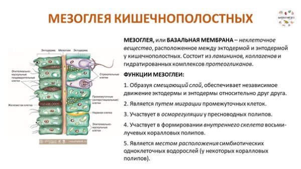 Схема строения хоаноцита