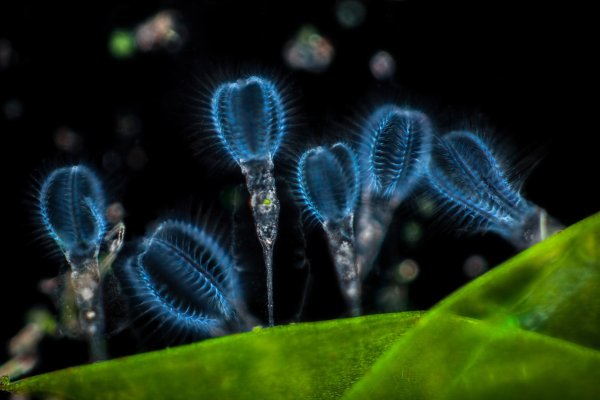 Nikon small World Photomicrography