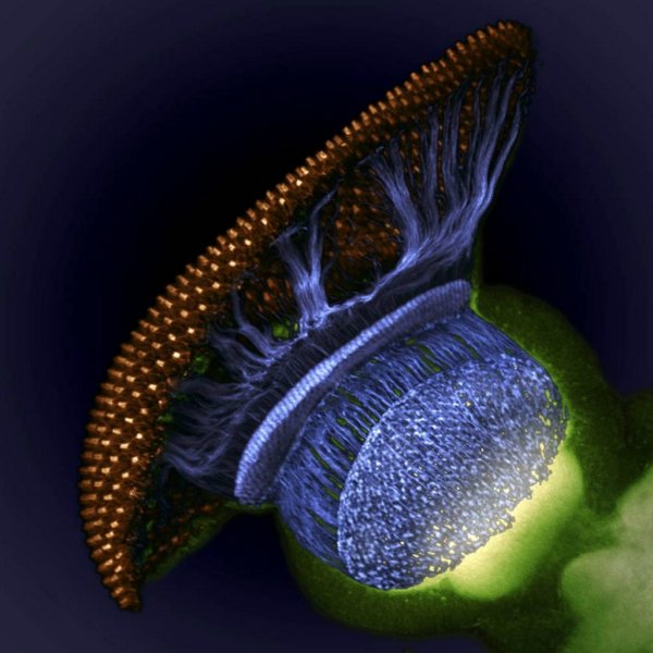 Nikon small World Photomicrography