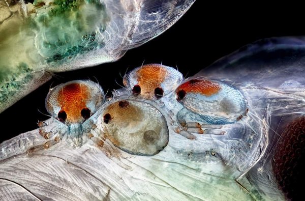 Nikon small World Photomicrography