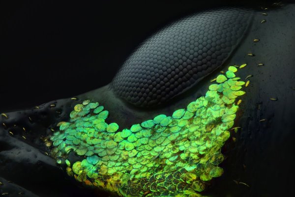 Nikon small World Photomicrography Competition