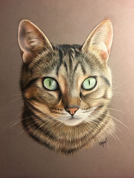Портрет кота