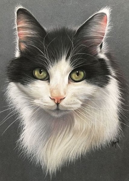 Портрет кошки