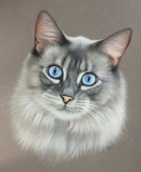 Кошачий портрет