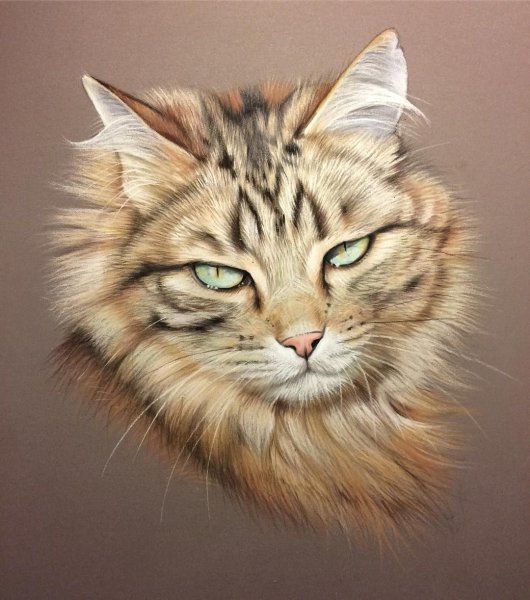 Портрет кота