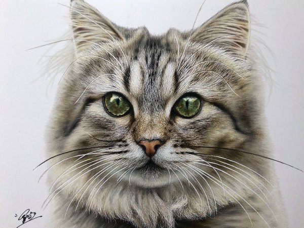 Кошка рисунок реалистичный