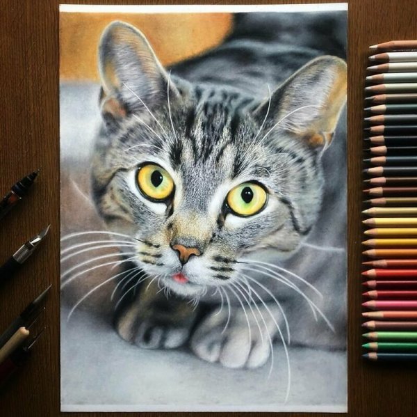Кошка цветными карандашами