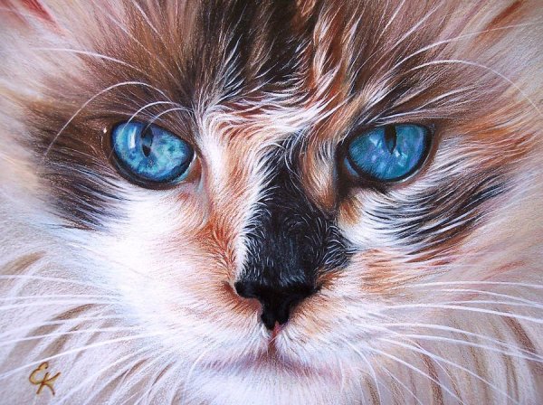 Реалистичные коты
