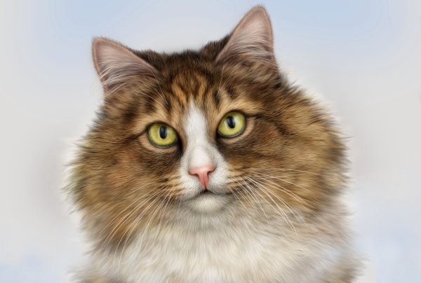 Кошка анфас