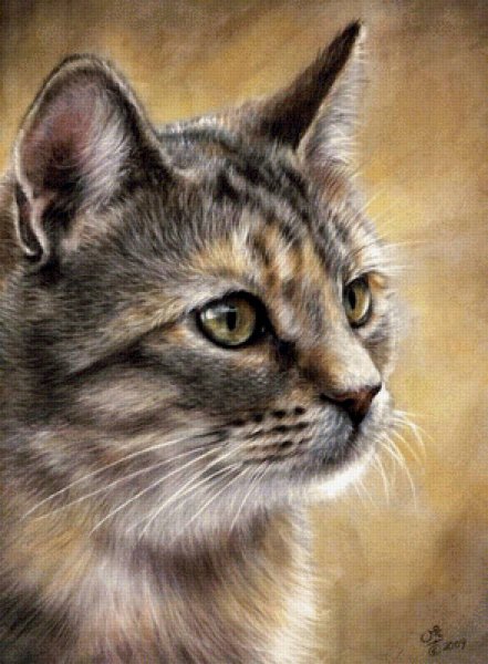 Кошка пастелью