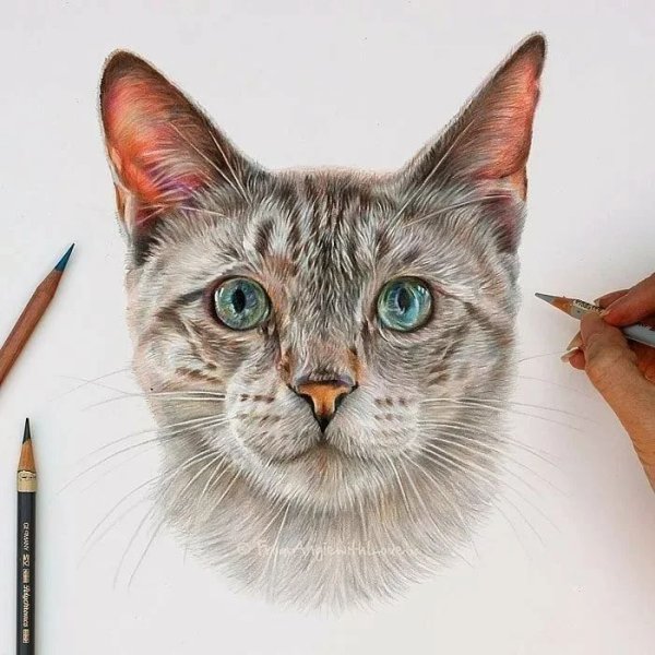 Кошка цветными карандашами