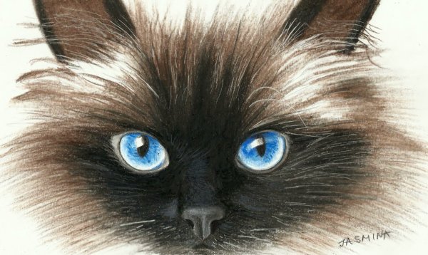 Мордочка кота пастелью