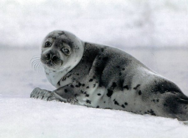 Гренландский тюлень картинки (49 фото)