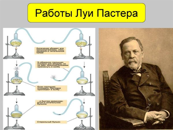 Луи Пастер открытия пастеризация