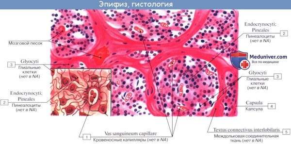 Эпифиз человека гистология препарат