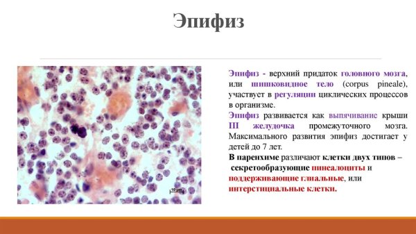 Пинеалоциты эпифиза