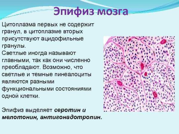 Эпифиз строение гистология