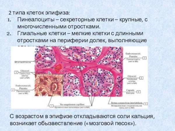 Пинеалоциты эпифиза гистология