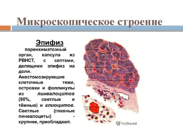 Срез эпифиза гистология