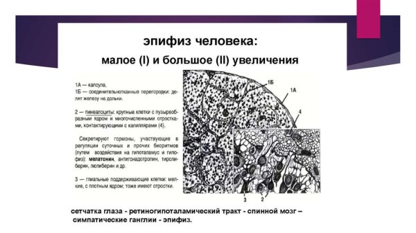 Глиоциты эпифиза