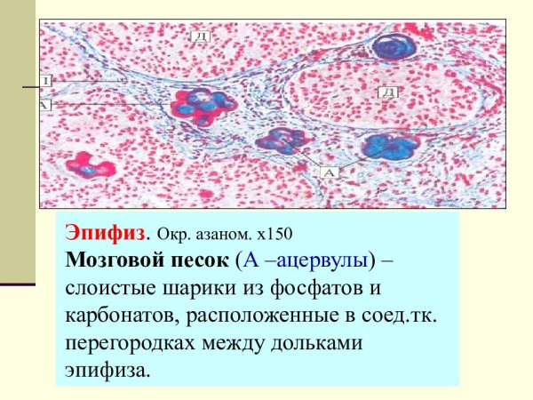 Пинеалоциты эпифиза гистология