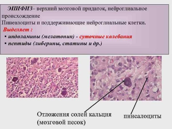 Тимус гистология препарат