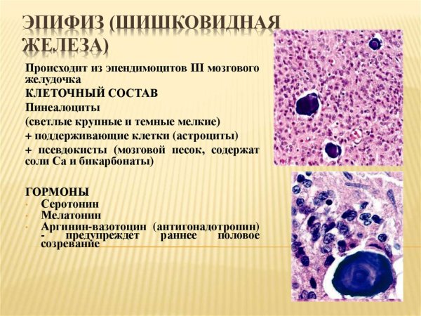 Пинеалоциты гистология