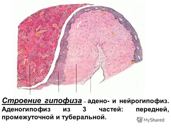 Аденогипофиз гистология препарат